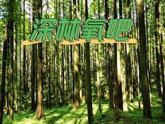 -武陵山森林公园