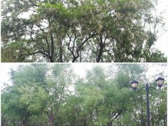 -永定河休闲森林公园