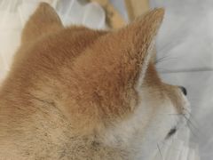 -柴犬小屋·柴餐厅·狗咖食堂(金鼎广场店)