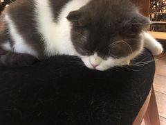 -more than meow吴止猫主题餐厅(承德 中船汇店)