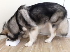 -李小姐の猫咖啡馆(五角场店)