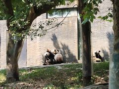 -都江堰中华大熊猫苑