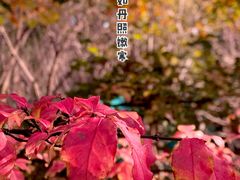 -秋霞圃
