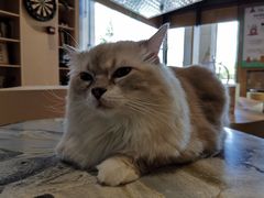 -瞄一喵猫咖(格力海岸店)