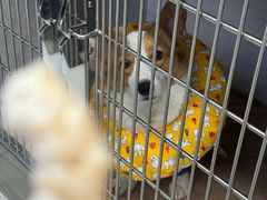 -北京派仕佳德动物医院·超导核磁·CT·神经科·骨科·内外科·急重症管理中心