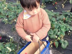 -小鱼草莓采摘园农家乐·小鱼餐厅