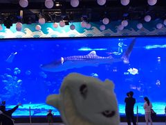 -烟台海昌鲸鲨海洋公园