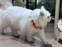 -有猫主题·治愈系猫咖(曾厝垵店)
