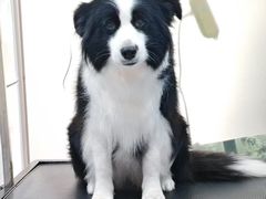 -八公叔叔宠物美容连锁(春申店)