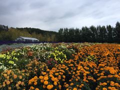 -富田农场