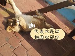 -大连森林动物园