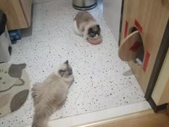 -滚猫咖啡·猫咖·猫友好撸猫(未来城店)