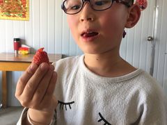 -胜丰草莓采摘园