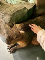 -Zoolung Zoolung动物主题公园(海信广场店)