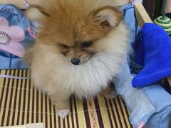 -老姐石板烧烤+铜炭火锅(总店)