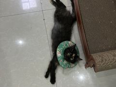 -瑞派名望24h动物医院异宠专科·猫专科·骨科·重症监护分院