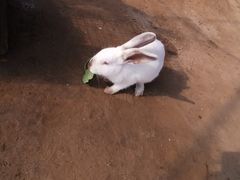 -前小桔亲子创意农场·草莓采摘·露营烧烤