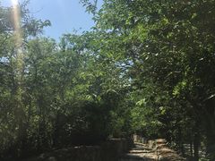 -阳台山自然风景区