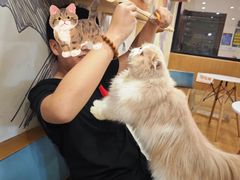 -滚猫咖啡·猫咖·猫友好撸猫(未来城店)