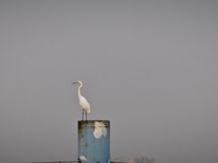 -南沙蒲洲花园