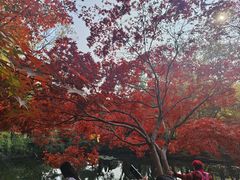 -秋霞圃