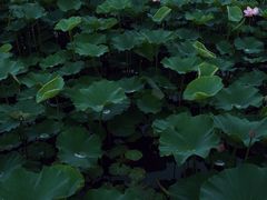 -重元寺香积厨素斋馆