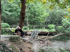 -都江堰中华大熊猫苑