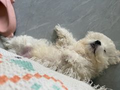 -博特宠物医院24h犬猫全科.骨科·异宠