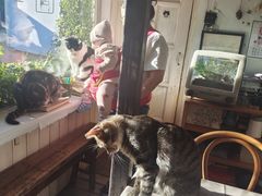 -海边的猫和咖啡馆
