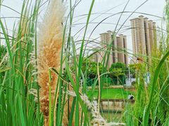 -九里河湿地公园