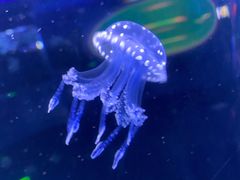 -芜湖新华联大白鲸海洋公园