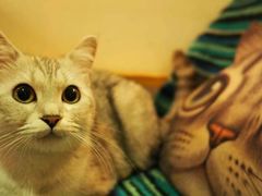 -猫色咖啡·猫咖