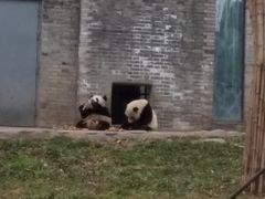 景点-都江堰中华大熊猫苑