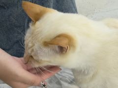 -有喵·猫咖·狗咖·30几只猫10只小狗(岗厦店)