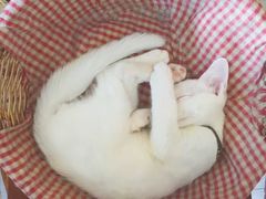 -海边的猫和咖啡馆