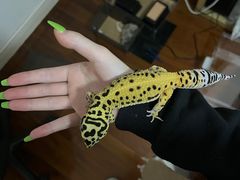 -酷以爬仙阁实体爬宠店·守宫·蜥蜴·专业繁育