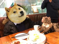 -猫小院猫主题餐厅(三里屯店)