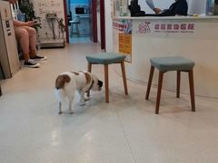 -哆趣宠物医院·眼科·内镜·急重症转诊中心(上海店)