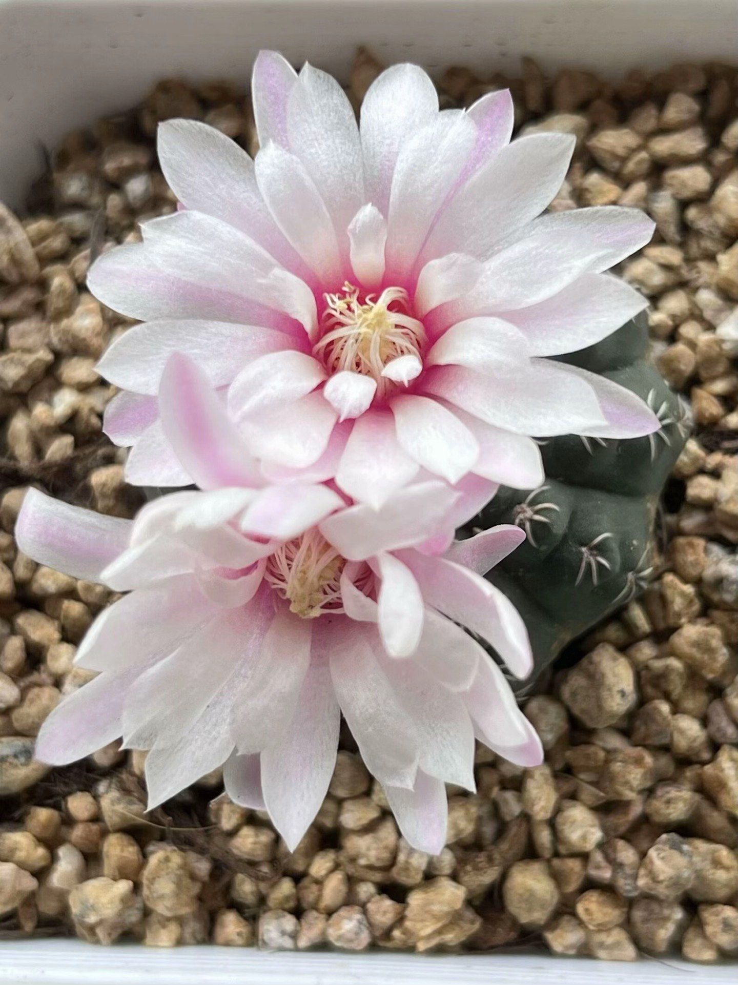 星兜开花🌼