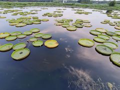 -荷塘月色湿地公园·向阳花洲