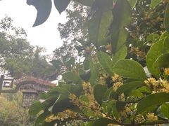 -杭州半山国家森林公园