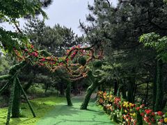 -王莽岭风景区