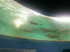 -洛阳龙门海洋馆