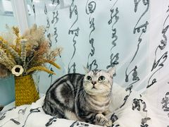 -爱洗澡的猫(望京店)