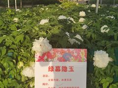 -神州牡丹园