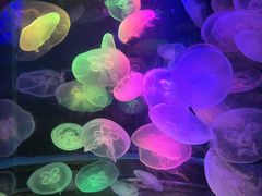 -太平洋海底世界