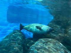 -上海海洋水族馆