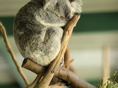 -费瑟代尔野生动物园