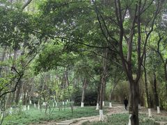 -神仙树公园