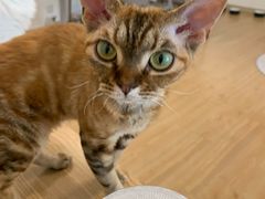 -有喵·猫咖·狗咖·30几只猫10只小狗(岗厦店)